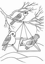 Three Birds coloring Page  Download Print Or Color Online For Free sketch template