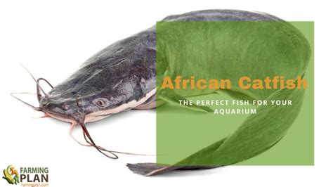 African Catfish: What You Need to Know about Clarias Gariepinus ...