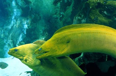 National Aquarium – Green Moray Eels Animals And Pets, Cute Animals, Moray Eel, Mermaid Tattoo ...