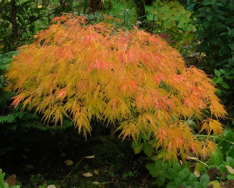 Waterfall Japanese Maple 7 Seeds -Acer- Bonsai/Outdoors | eBay