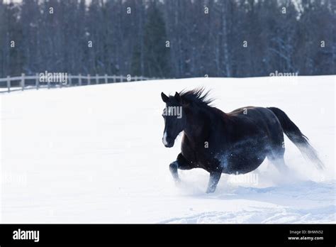 Horse running in the snow Stock Photo - Alamy