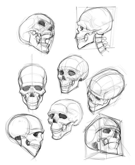 Human Skull Reference Drawing