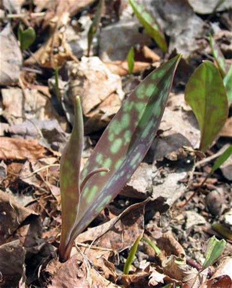 Wild Edible Plants - Trout Lily