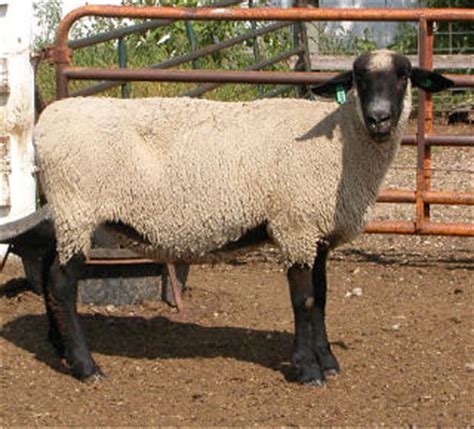 Livestock Kenya - Sheep breeds in Kenya