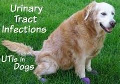 Urinary Tract Infection UTI : Causes, Dog Uti Symptoms And Treatement