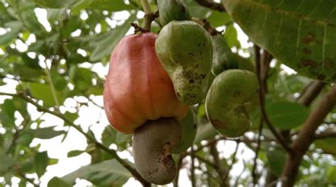 Cashew nut farming gaining popularity in Bandarban - Bangladesh Post