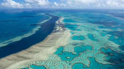 Great Barrier Reef areas show highest coral cover seen in 36 years