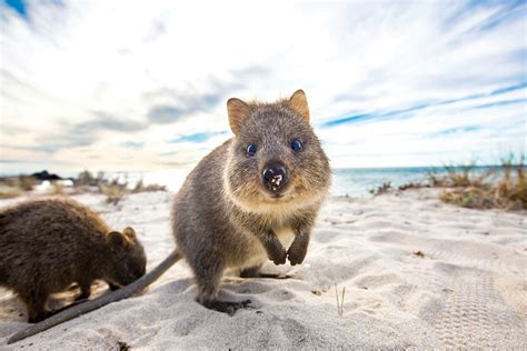 REX-Rottnest Island-Quokka with sand on nose_1920 – Journey Beyond