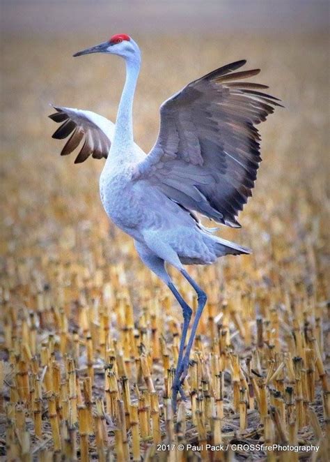 sandhill crane - Google Search | Pet birds, Beautiful birds, Wild birds