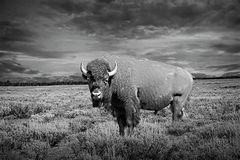 Black and White Photograph of the American Bison the National Ma ...