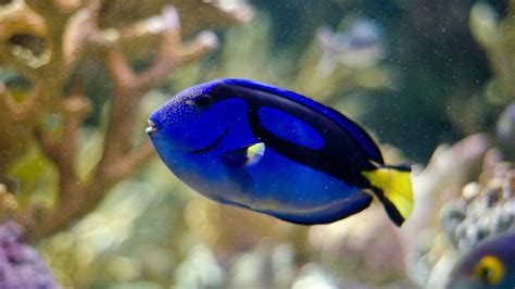 Why You Shouldn't Find A Blue Tang 'Dory' Fish In Your Tank