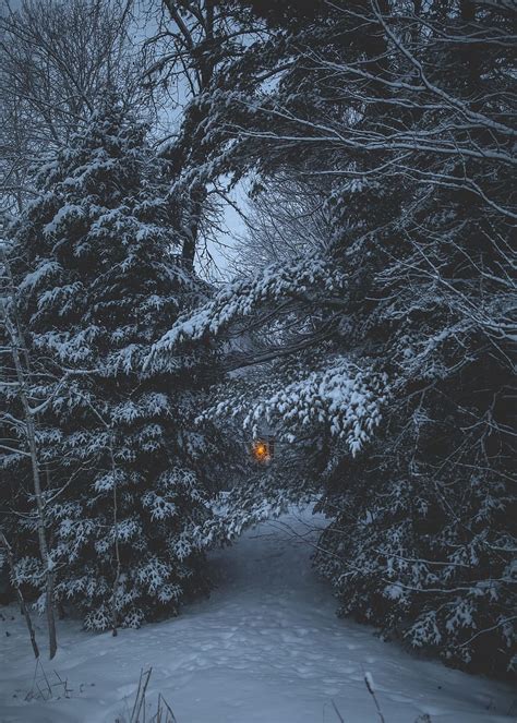 HD wallpaper: nature, trees, snow, winter, cold, weather, white ...