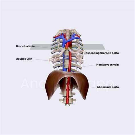 Hemiazygos and accessory hemiazygos veins | Inferior mediastinum ...