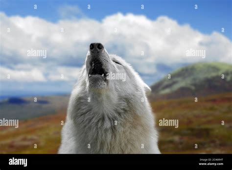 Close-up of white wolf howling on the tundra Stock Photo - Alamy