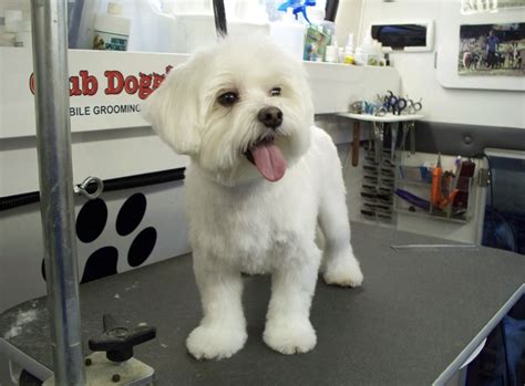 The Art of Maltese Haircuts: 12 Styles to Transform Your Furry ...