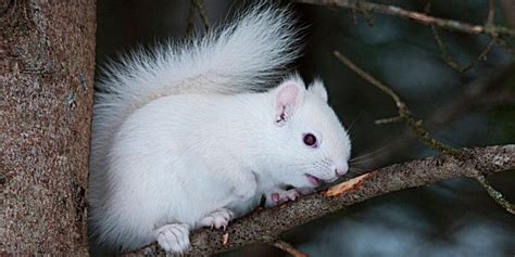 10 Albino Squirrel Facts You Need to Know!