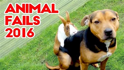 Best Amazing Animal Fails 2016 | Every One Should Watch | Funny Fail Compilation - YouTube