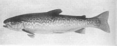 Category:Salmonidae anatomy - Wikimedia Commons