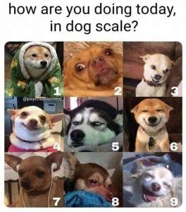 How are you doing today, in dog scale? - General Questions and Topics ...