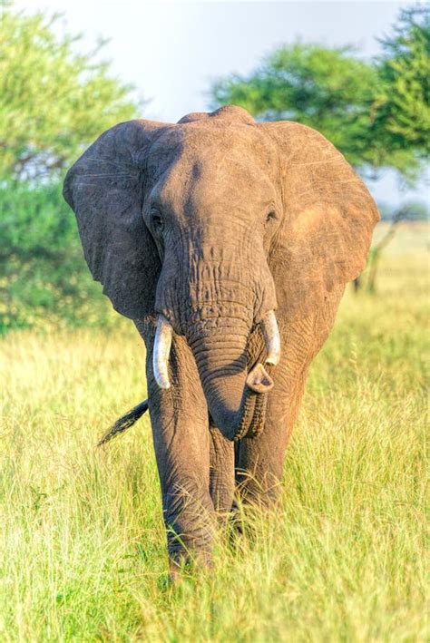 Female, Cow African Elephant Loxodonta Africana. Stock Photo - Image of savannah, daylight: 82864104