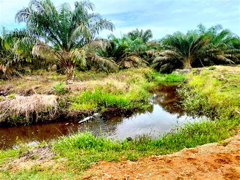 Derita Petani Sawit Transmigran di Jambi yang Lahannya Berkonflik - Mongabay.co.id