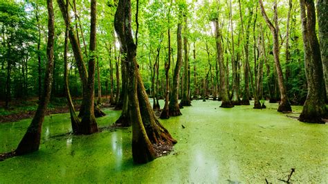 What the world needs now to fight climate change: More swamps