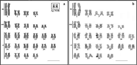 -Karyotype of Hollandichthys multifasciatus (2n=50 chromosomes ...