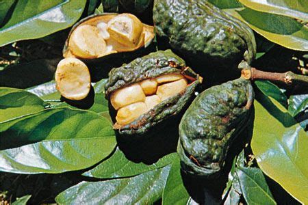 Kola nut | African, Caffeine-Rich, Stimulant | Britannica