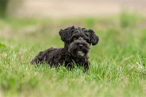 12 Yorkie Poo Haircuts That Are Trending Right Now