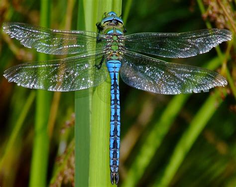 Emperor Dragonfly Anax imperator – Yorkshire Dragonfly Group