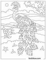 Free PEACOCK Coloring Pages For Download Printable PDF sketch template