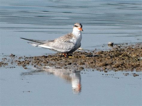 Black-bellied Tern - eBird