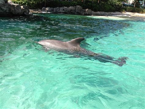 SeaWorld: Dolphin Cove | Visiting the Dolphin Cove at SeaWor… | Flickr