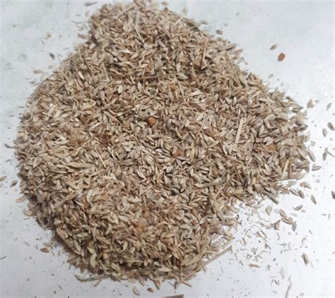 Cynodon Dactylon Natural Doob Grass Seed, for Lawn, Rs 1400 /kilogram | ID: 21349189930