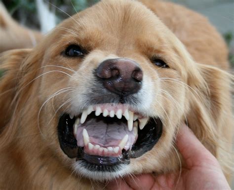 Amanda Poquette, Author at Gulliver's Doggie Daycare