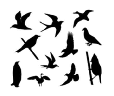 Birds eye logo vector, free vector images - Vector.me