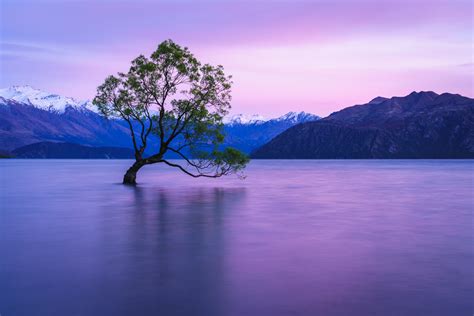 Wanaka Tree Sunrise - Paul Schliebs Photography