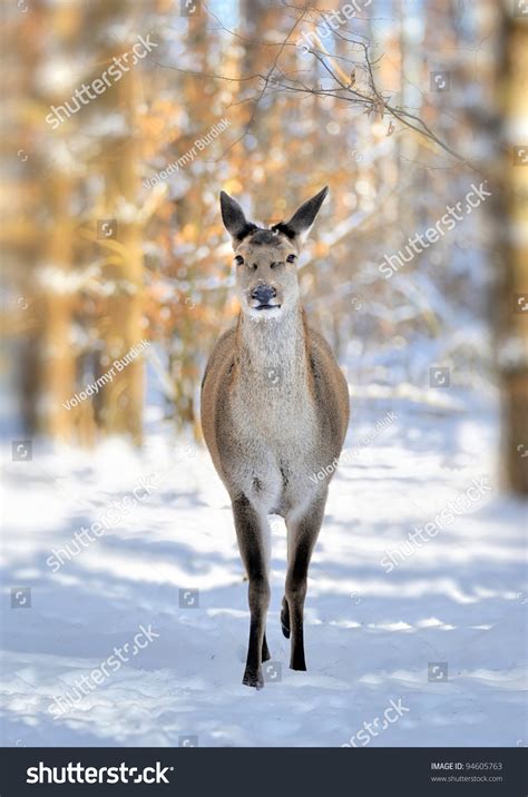 Beautiful Deer In Winter Forest Stock Photo 94605763 : Shutterstock