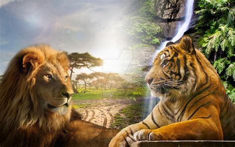 Lion Tiger Different Habitats Combined by elementalearthtiger on DeviantArt