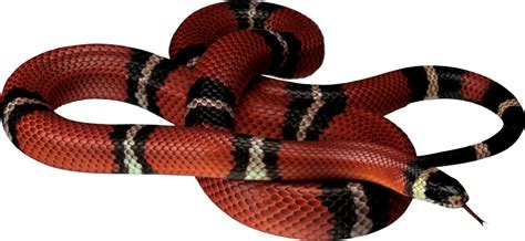 Red Snake Lying On The Ground PNG Image - PurePNG | Free transparent ...