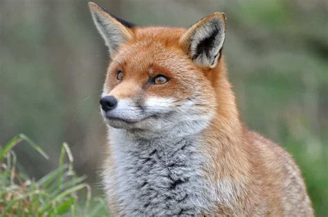 Russian geneticist breeds the first domesticated foxes and I want one