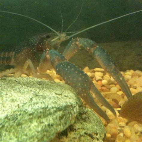 Crayfish! | Pond habitat, Habitats, Nature center