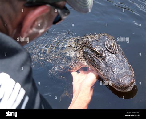 Alligator on a swamp boat tour of the Bayous outside of New Orleans in ...