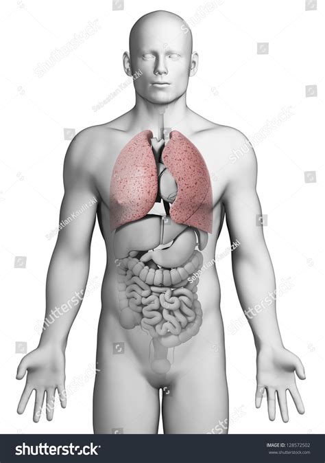 3d Rendered Illustration Male Lung Stock Illustration 128572502 | Shutterstock