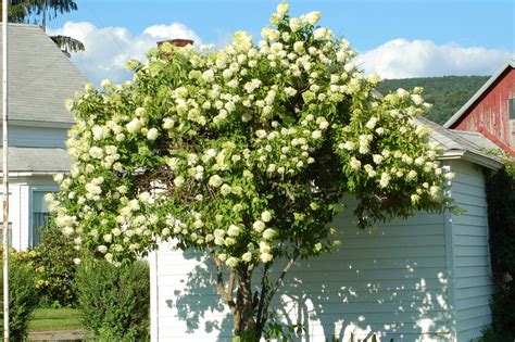 How to Grow and Care For Tree Hydrangeas