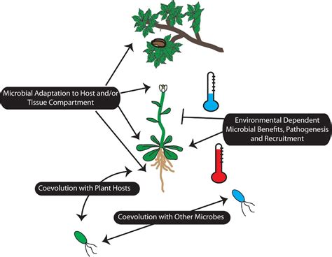 Coevolution Diagram