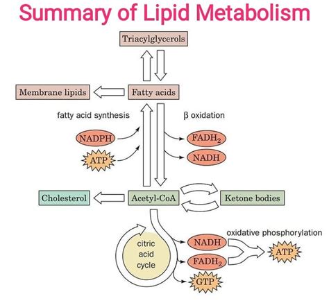 A summary of Lipid Metabolism.... - Microbiology Notes