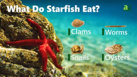 Starfish - A-Z Animals