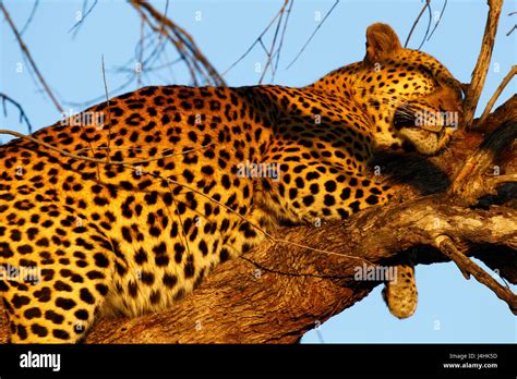 Huge male leopard sky lined ,high up a tree very fat belly from eating his kill Stock Photo - Alamy