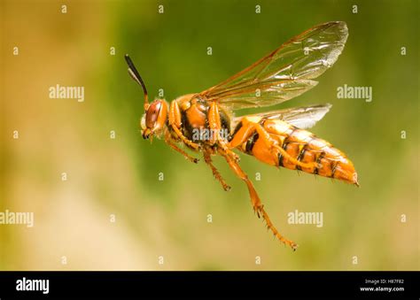 Cicada Killer Wasp (Sphecius speciosus) female flying, these solitary ...